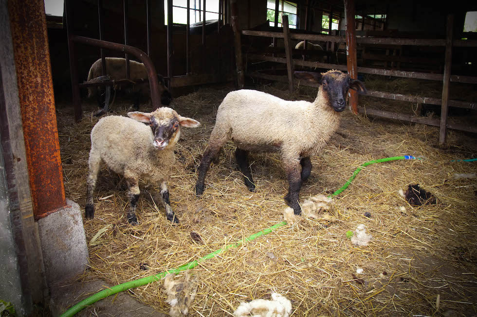 ラム肉販売・ラム肉/羊毛販売の羊牧場と体験工房の羊工房・Lamb Ma 屋