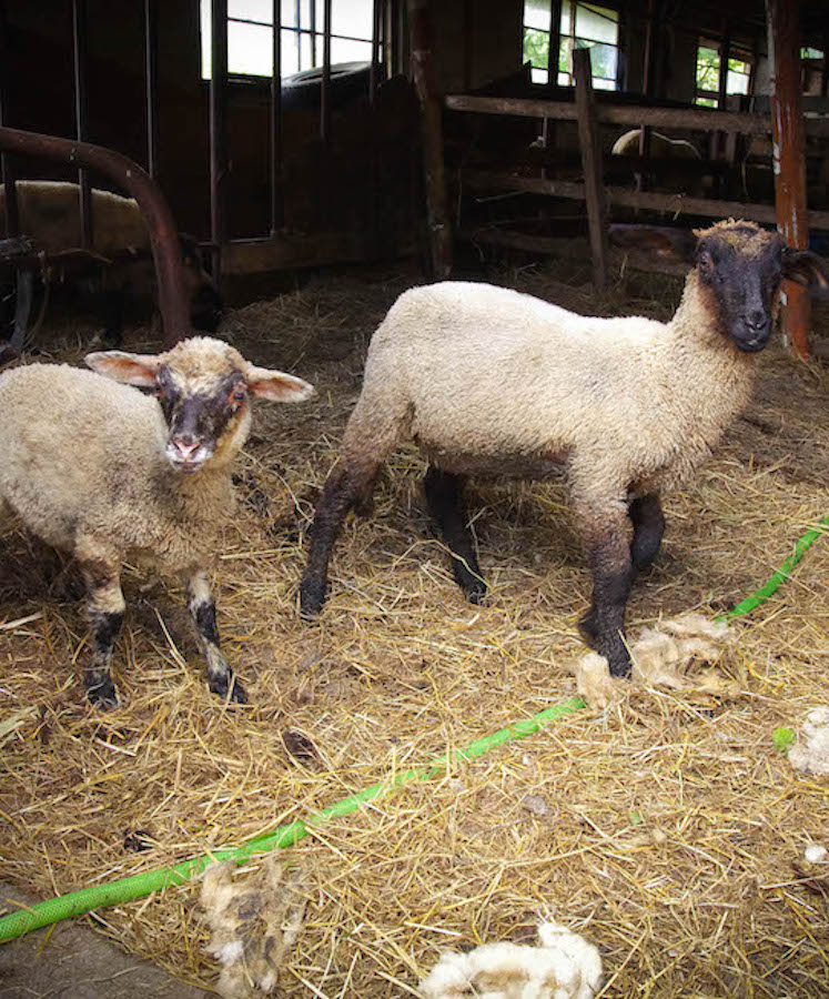 ラム肉販売・ラム肉/羊毛販売の羊牧場と体験工房の羊工房・Lamb Ma 屋